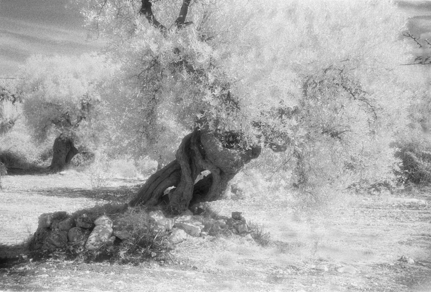 infared photograqphy